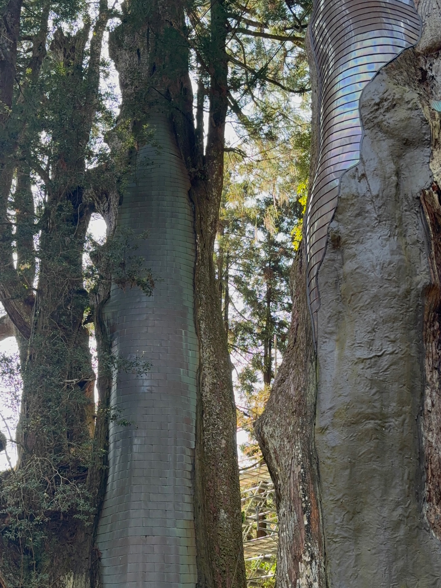 出張の合間に🌲